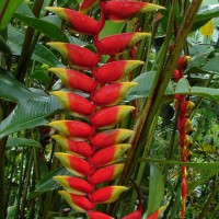 Heliconia rostrata Ruiz & Pav.